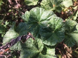 Annexe Mauve à petites fleurs.JPG