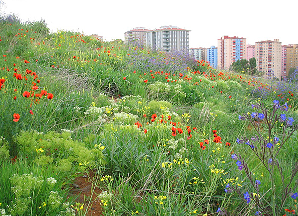 Annexe Biodiversite_Ville.jpeg