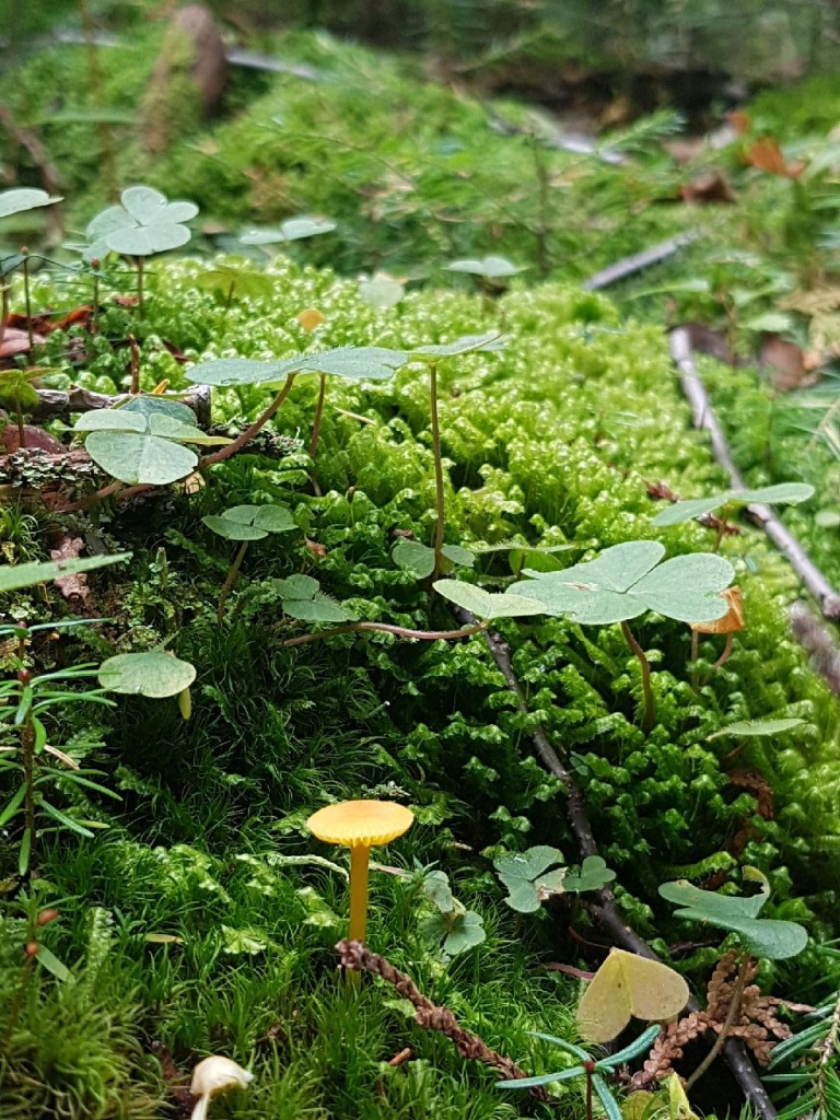 Annexe Biodiversité.JPG