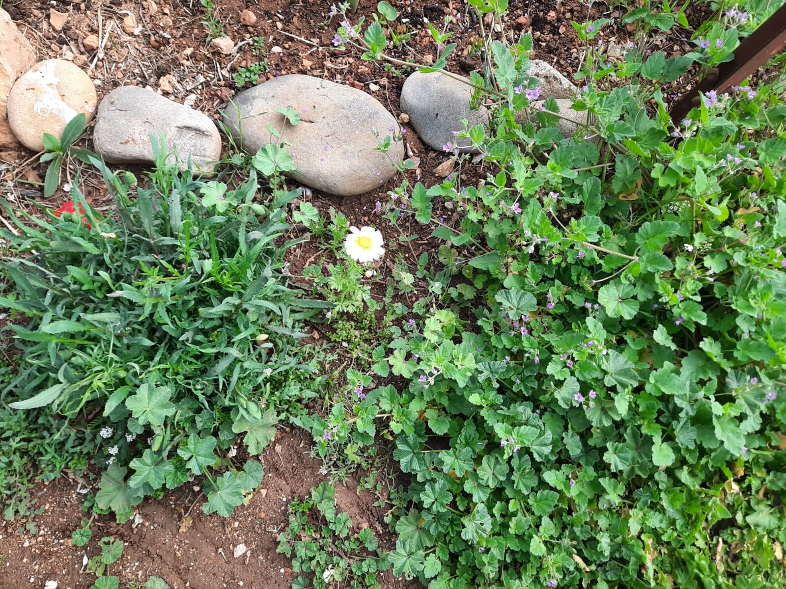 Annexe IMG_20200423_153747.jpg