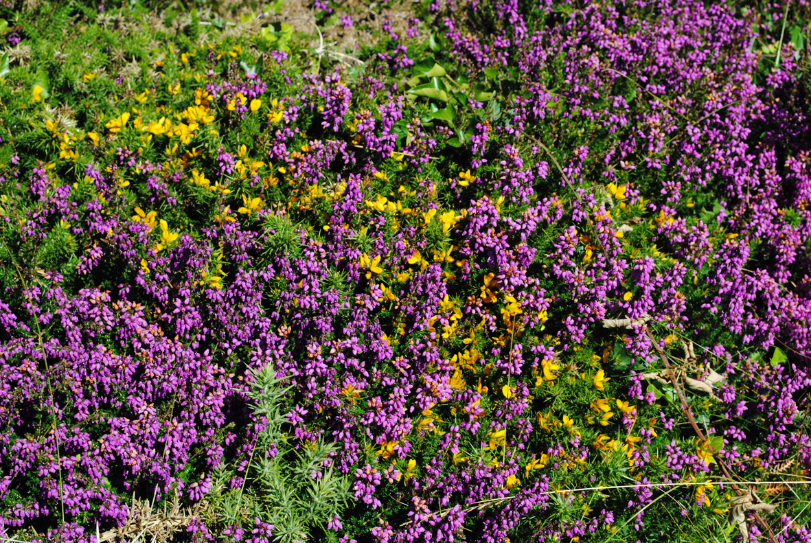 Annexe Act2_Biodiversité.jpg