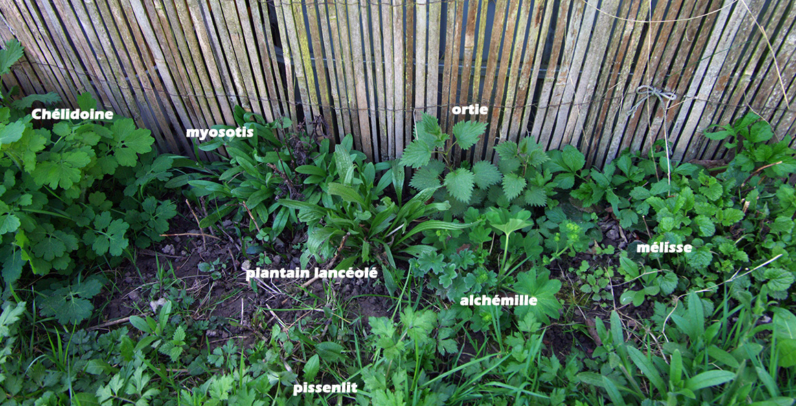 Annexe exemple de biodiversité au jardin.jpg