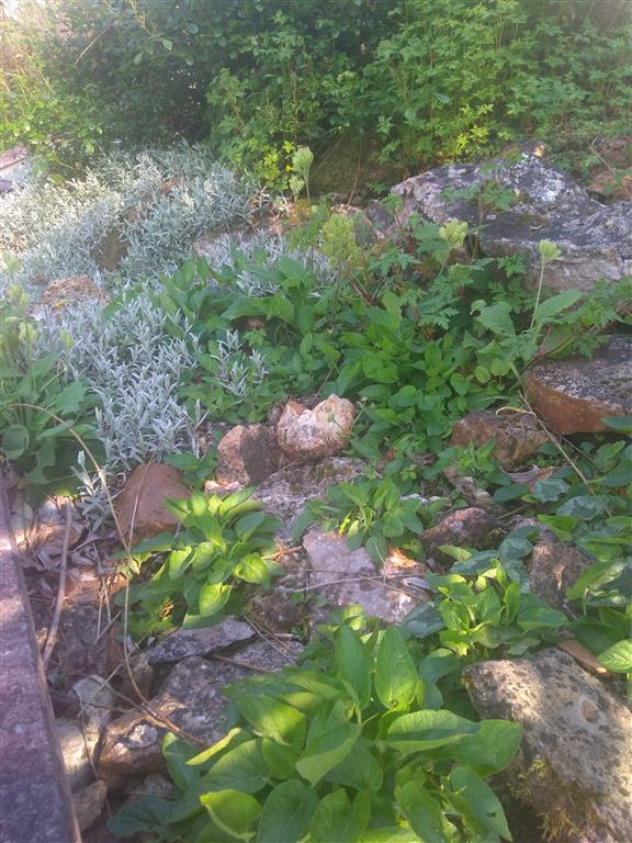 Annexe Biodiversité végétale.jpg