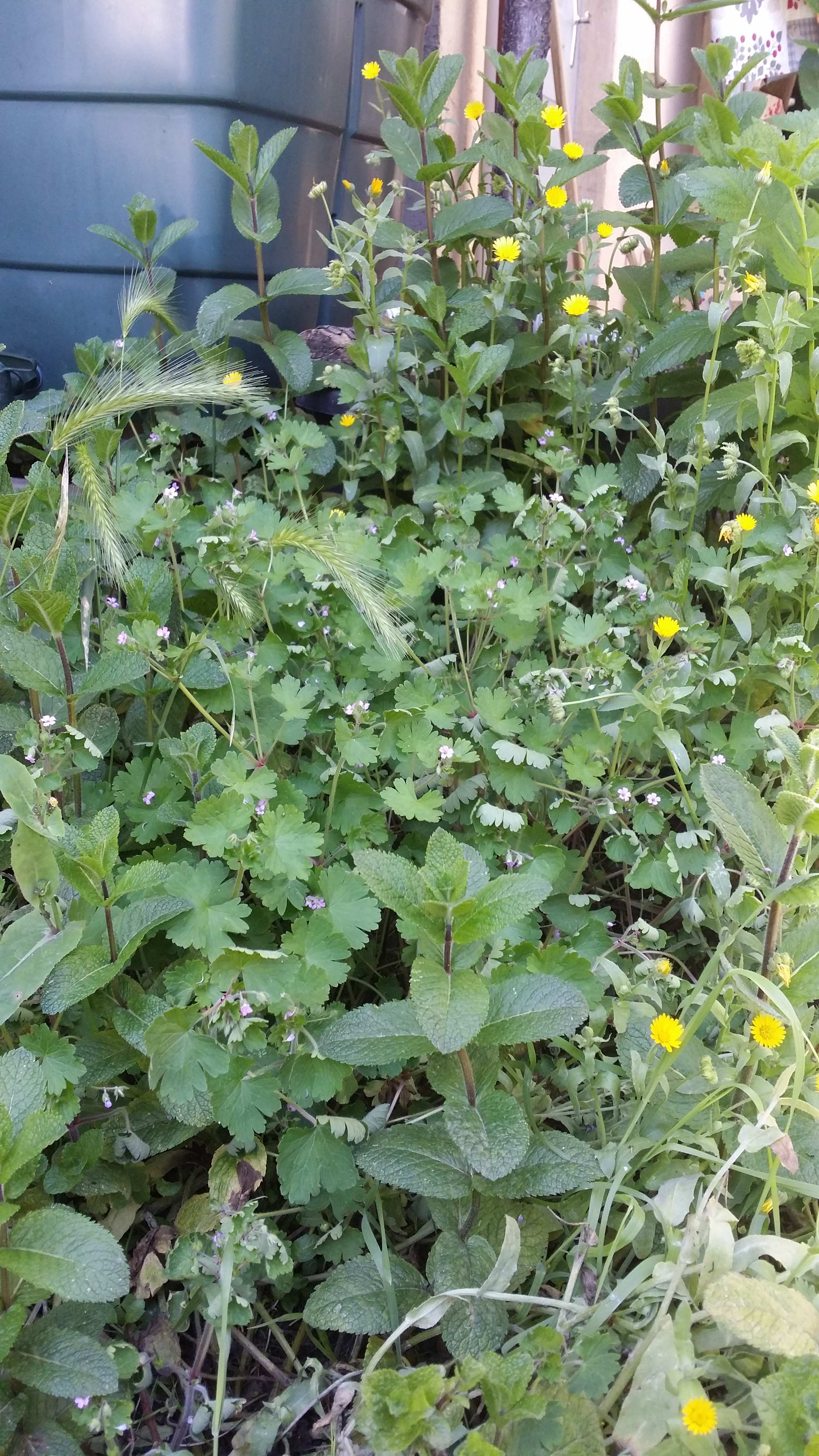 Annexe 20200424_151442.jpg