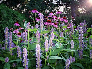 Annexe internet- Agastache-echinacea.jpg