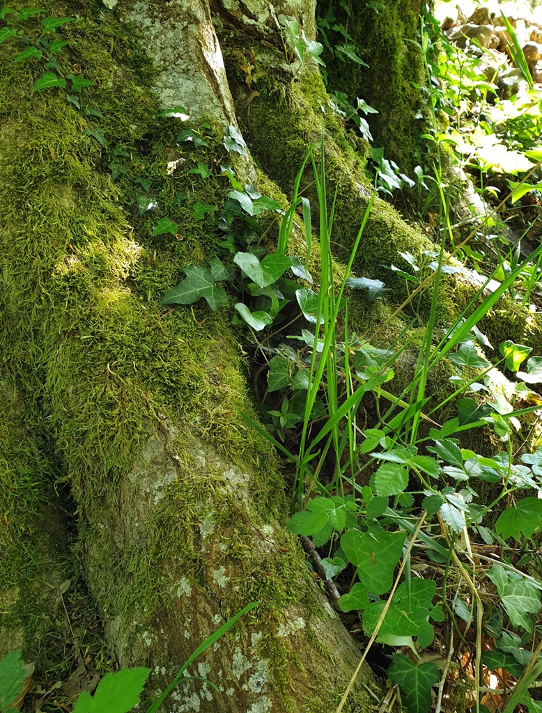 Annexe 20200424_155616.jpg