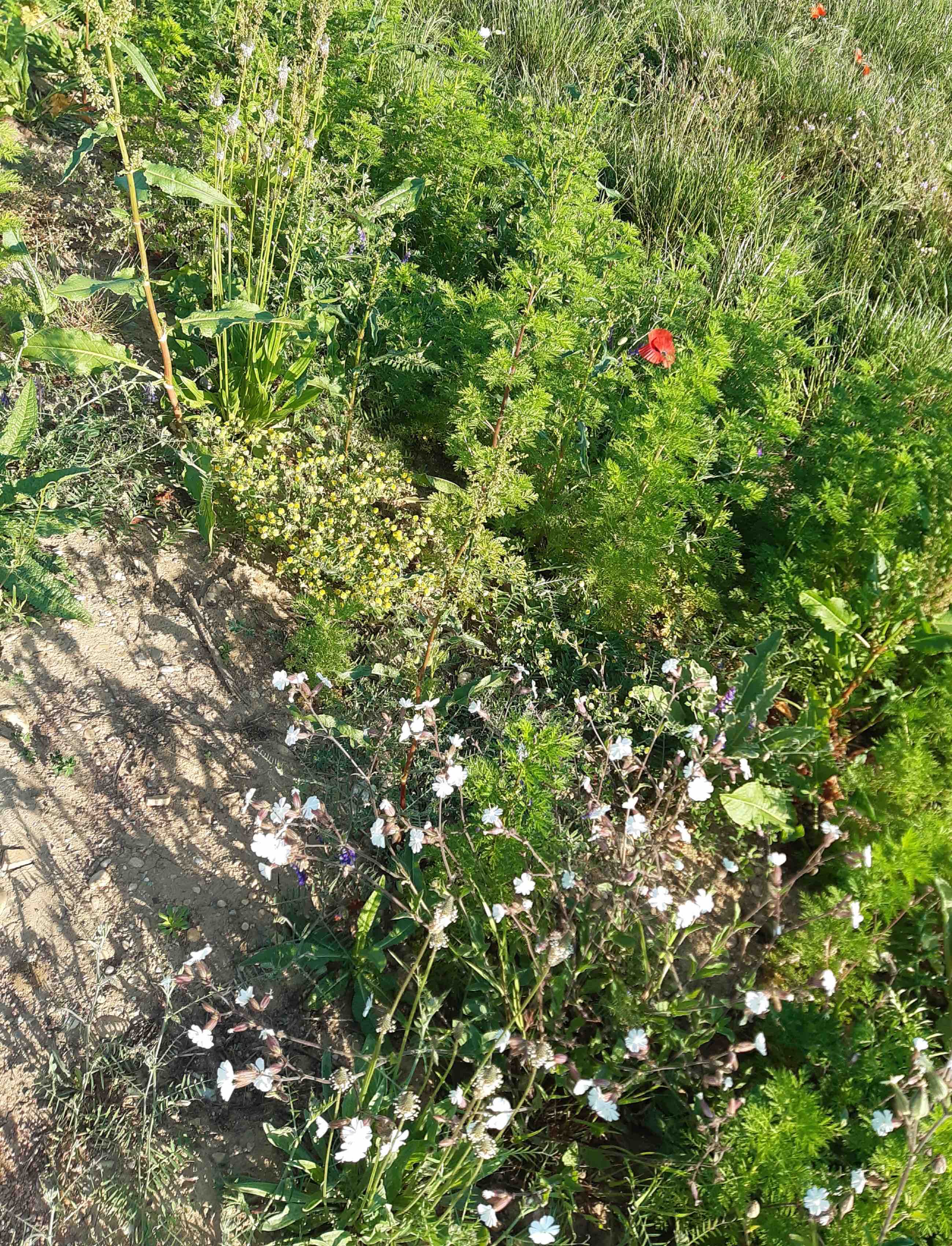 Annexe 20200424_192859.jpg