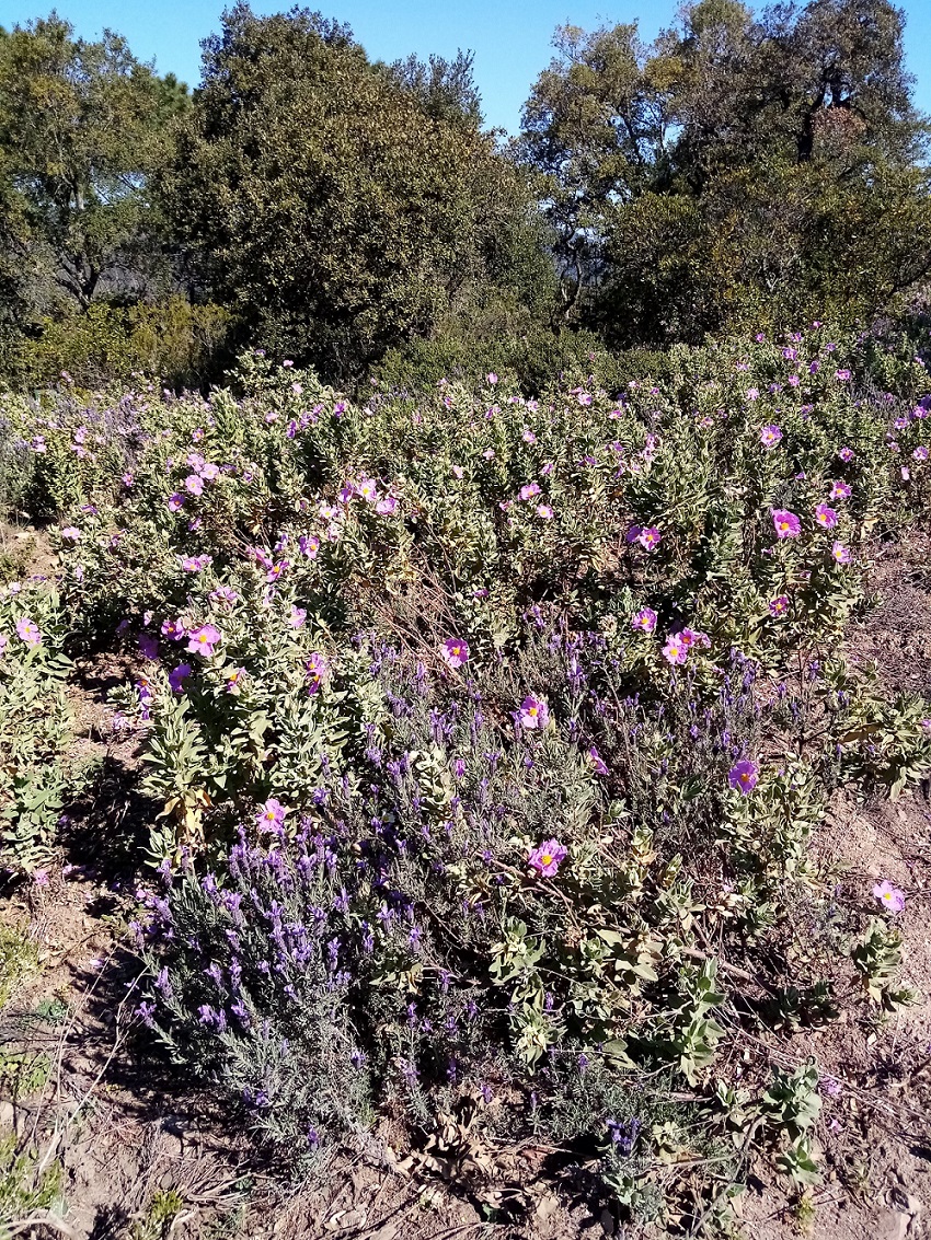 Annexe maquis provençal.jpg
