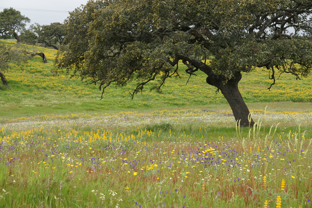 Annexe 8662364423_8b8861722f_b.jpg