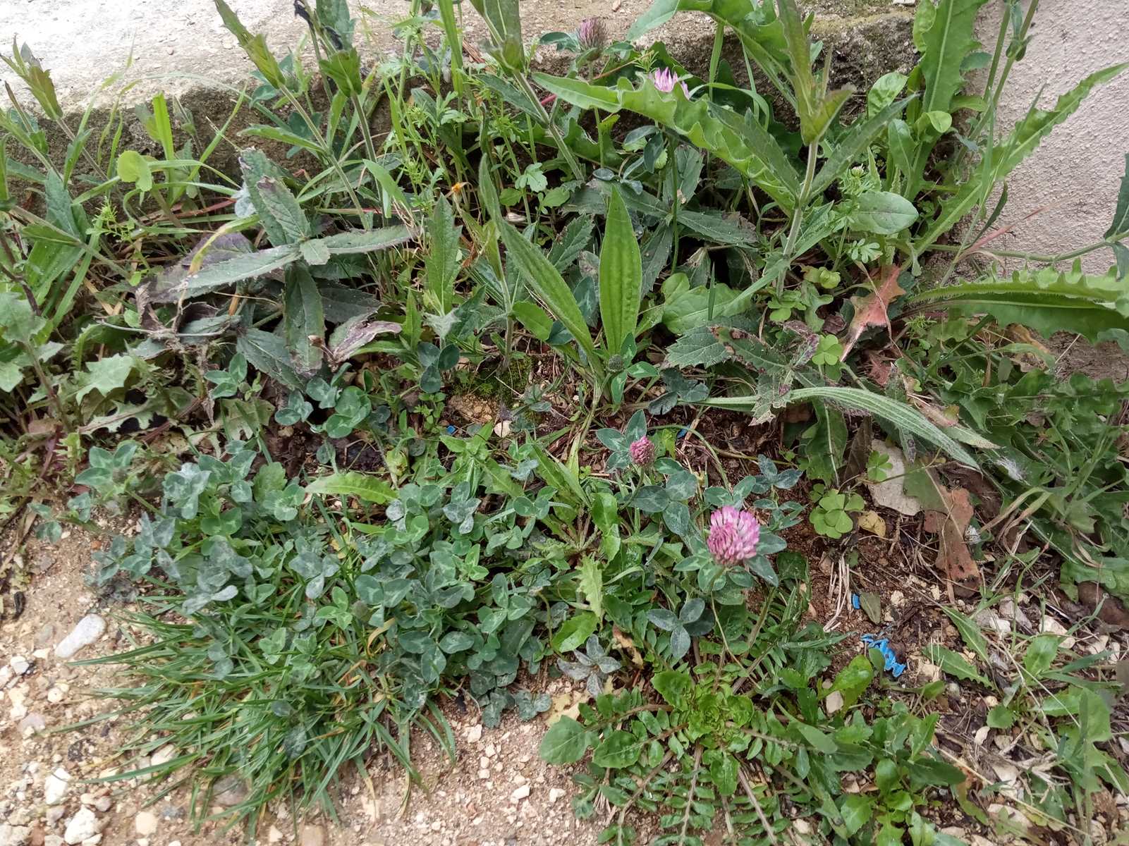 Annexe _copie-0_IMG_20200425_093329.jpg