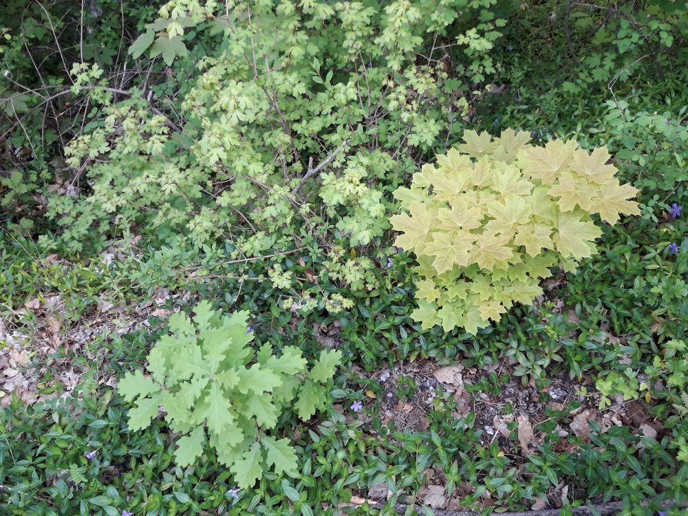 Annexe 20200425_072526.jpg