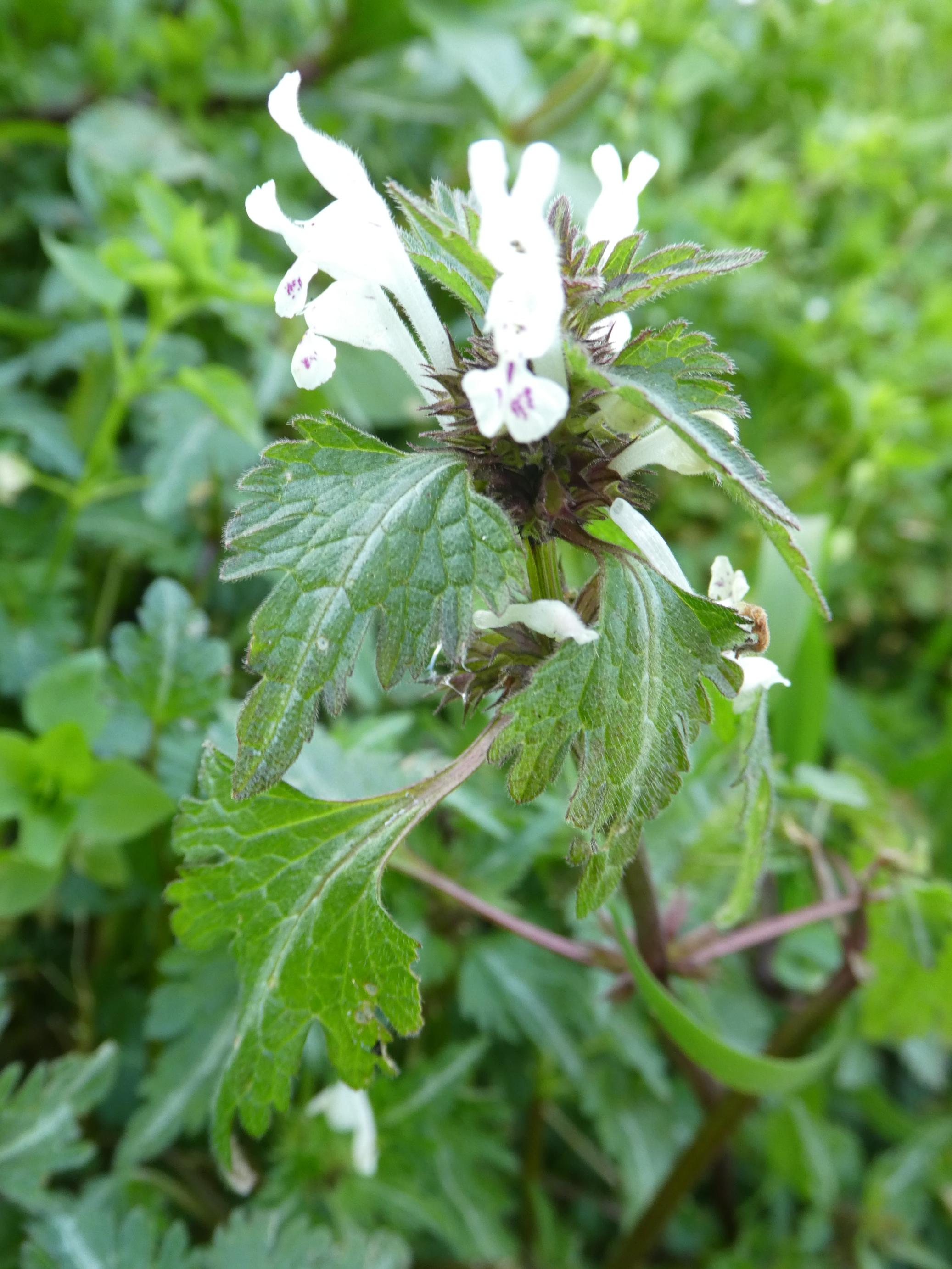 Annexe Lamium bifidus-4.JPG