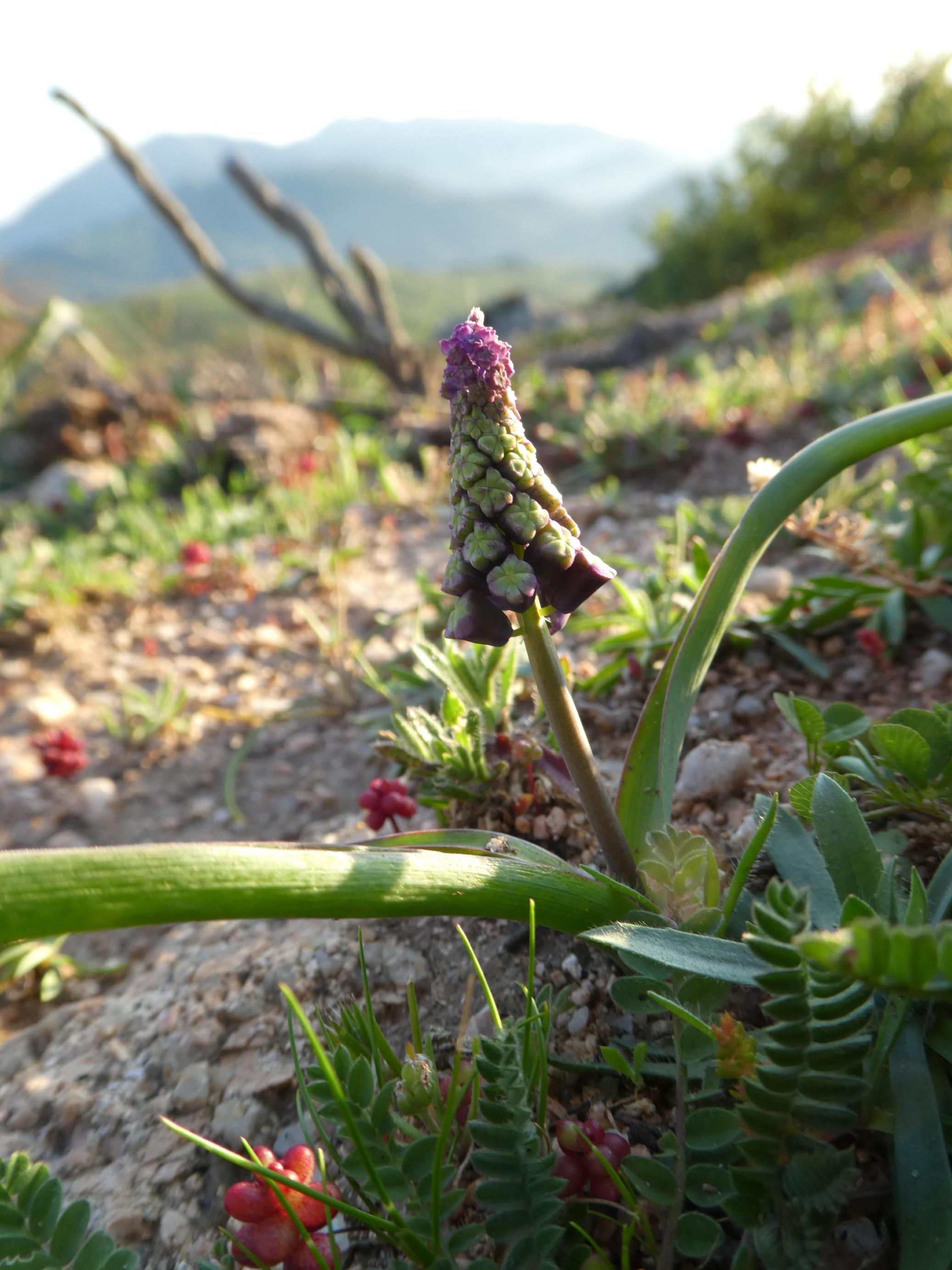 Annexe Muscari commun.JPG