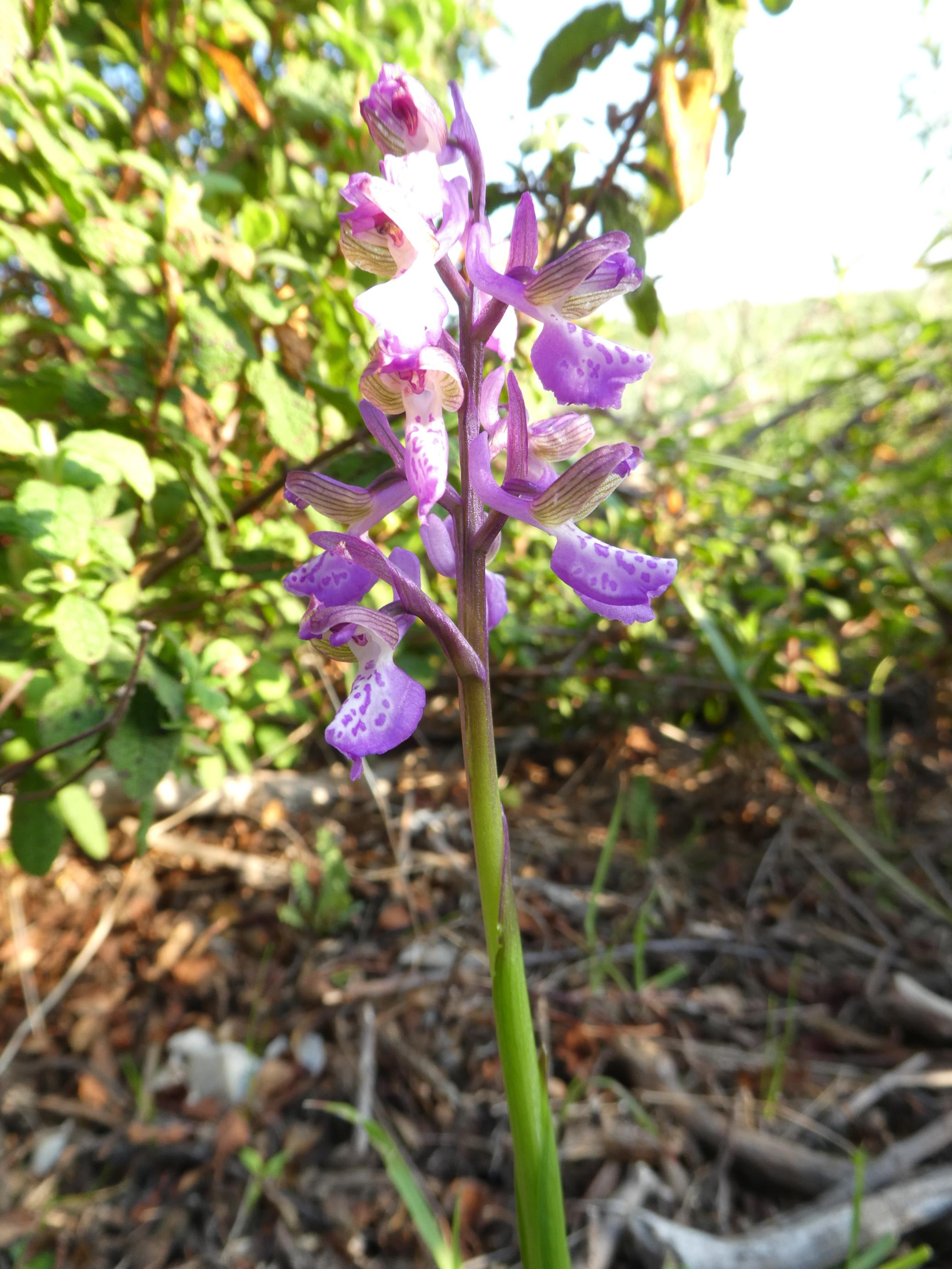 Annexe Orchis morio_col St Sebastien-4.JPG