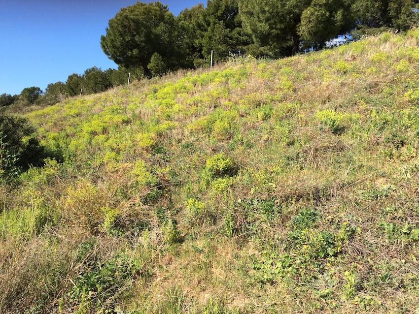 Annexe explo2-colline-euphorbes.jpg