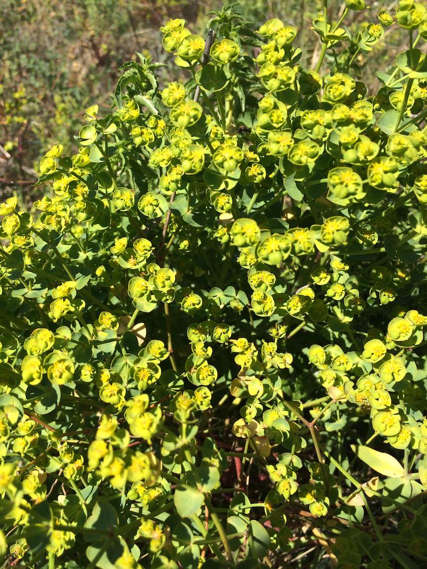 Annexe explo2-euphorbe2.jpg