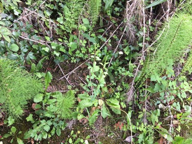 Annexe Adventices du jardin.JPG