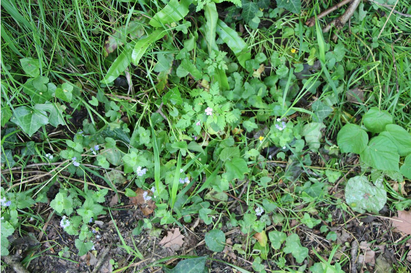 Annexe biodiversite-mod.JPG