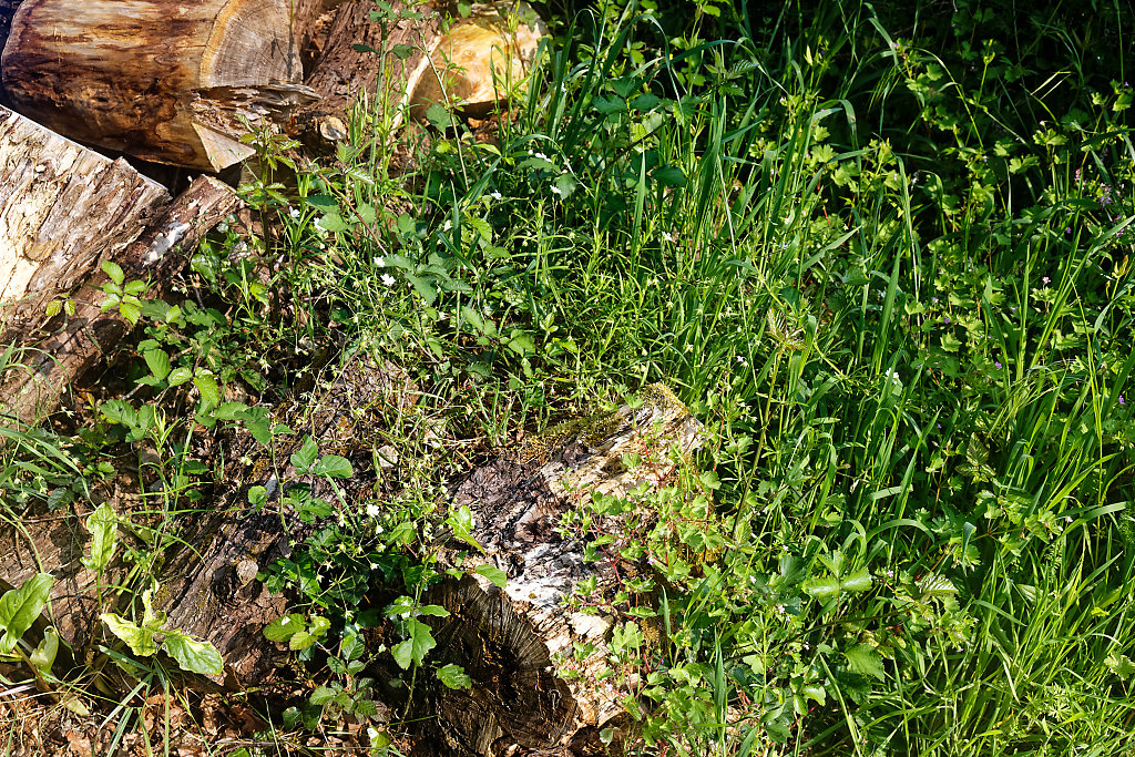 Annexe IMG_2756_DxO.jpg