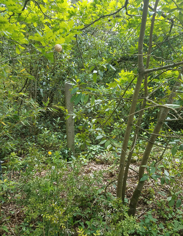 Annexe 20200426_140019.jpg