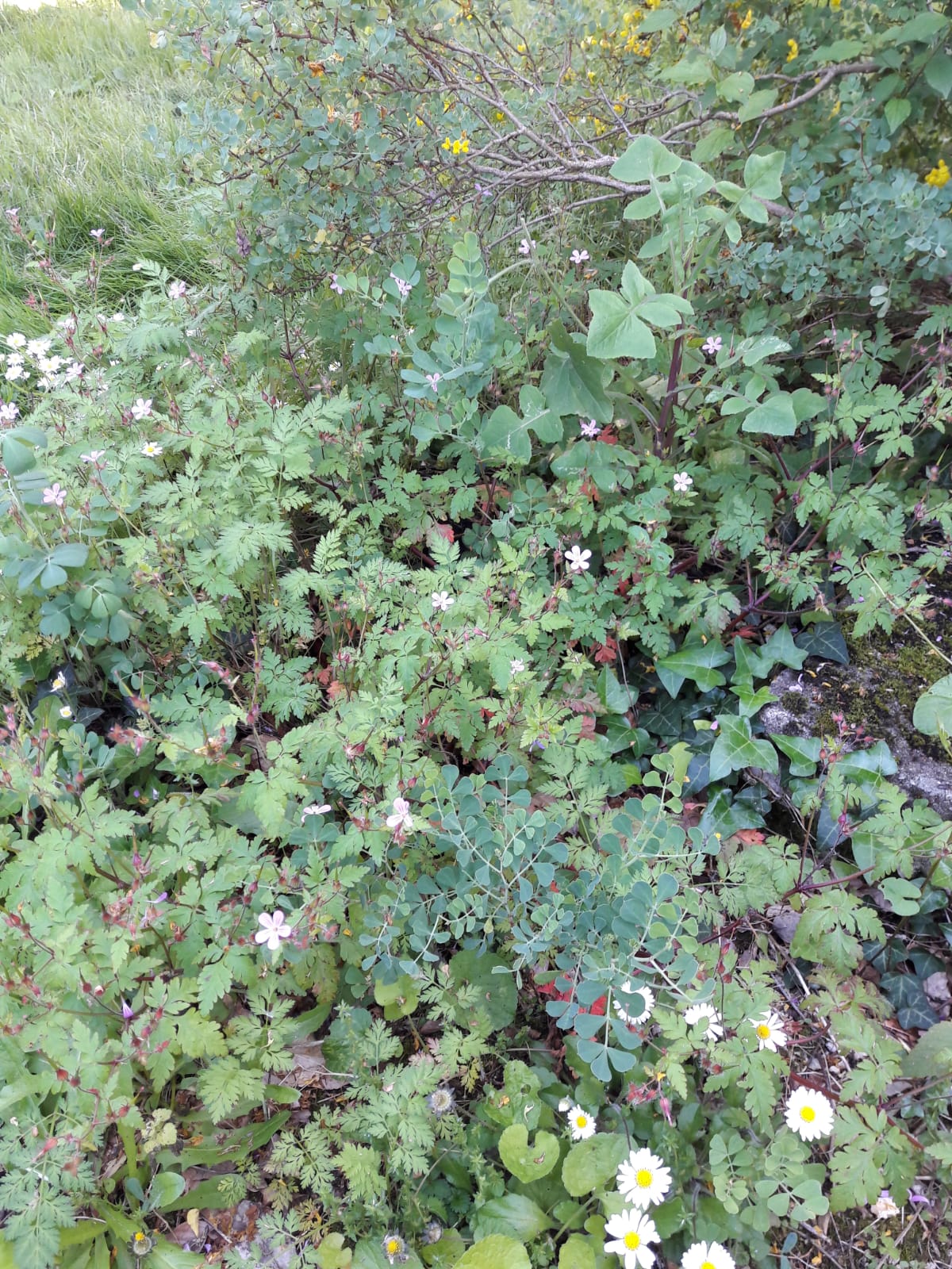 Annexe IMG-20200426-WA0022.jpg