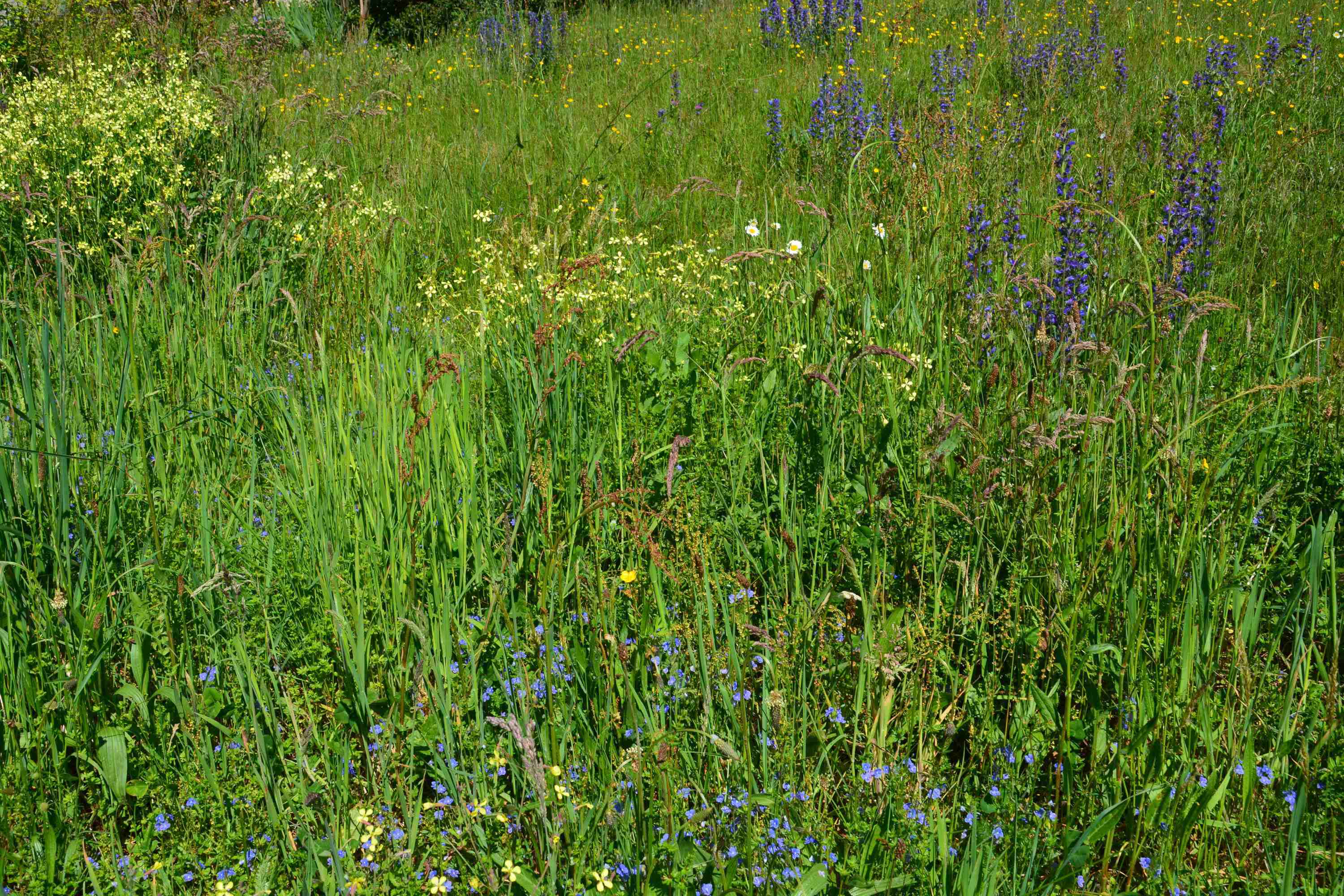 Annexe Prairie bord de village.JPG