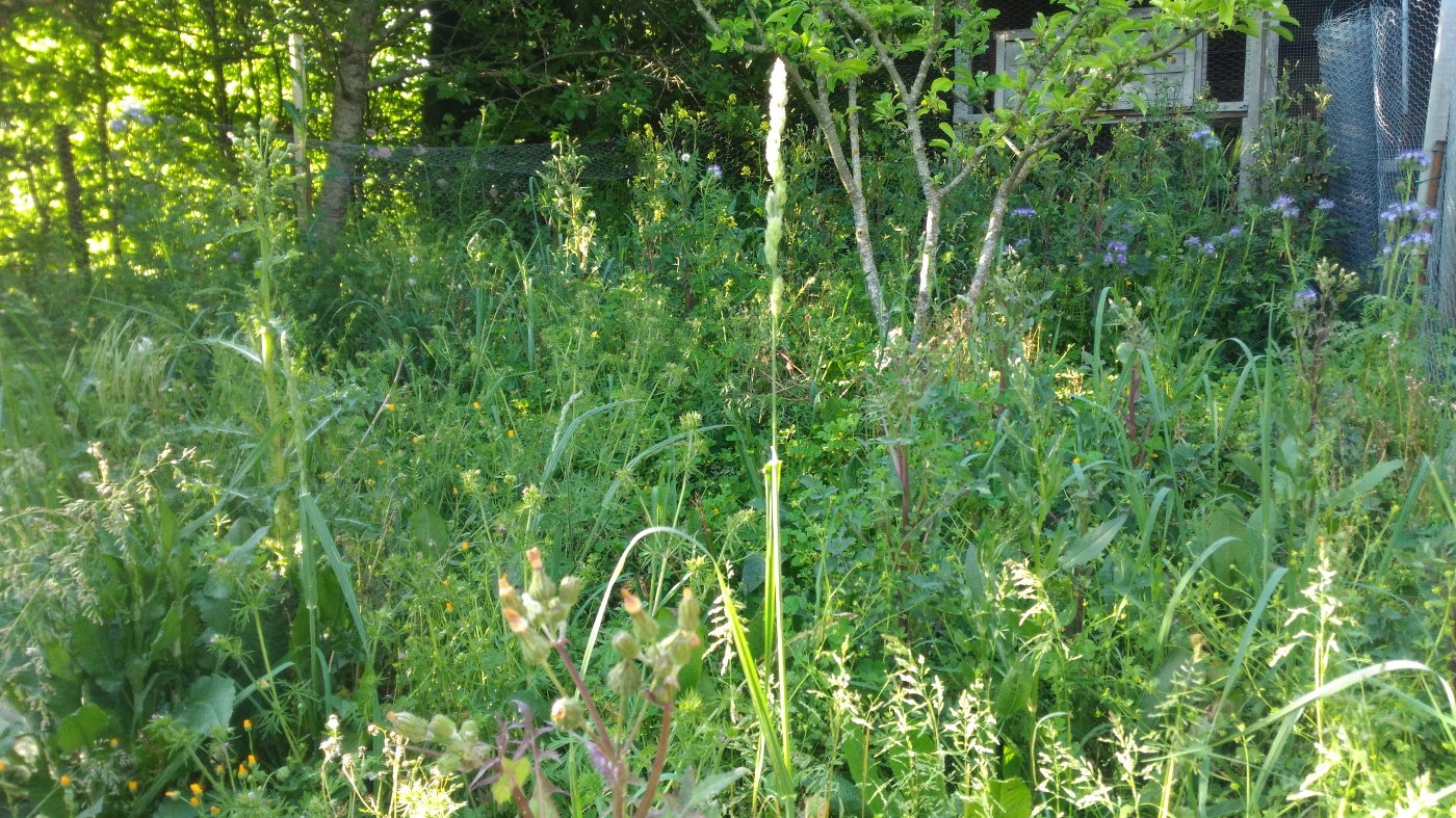 Annexe Biodiversite_Lavoux_86.jpg