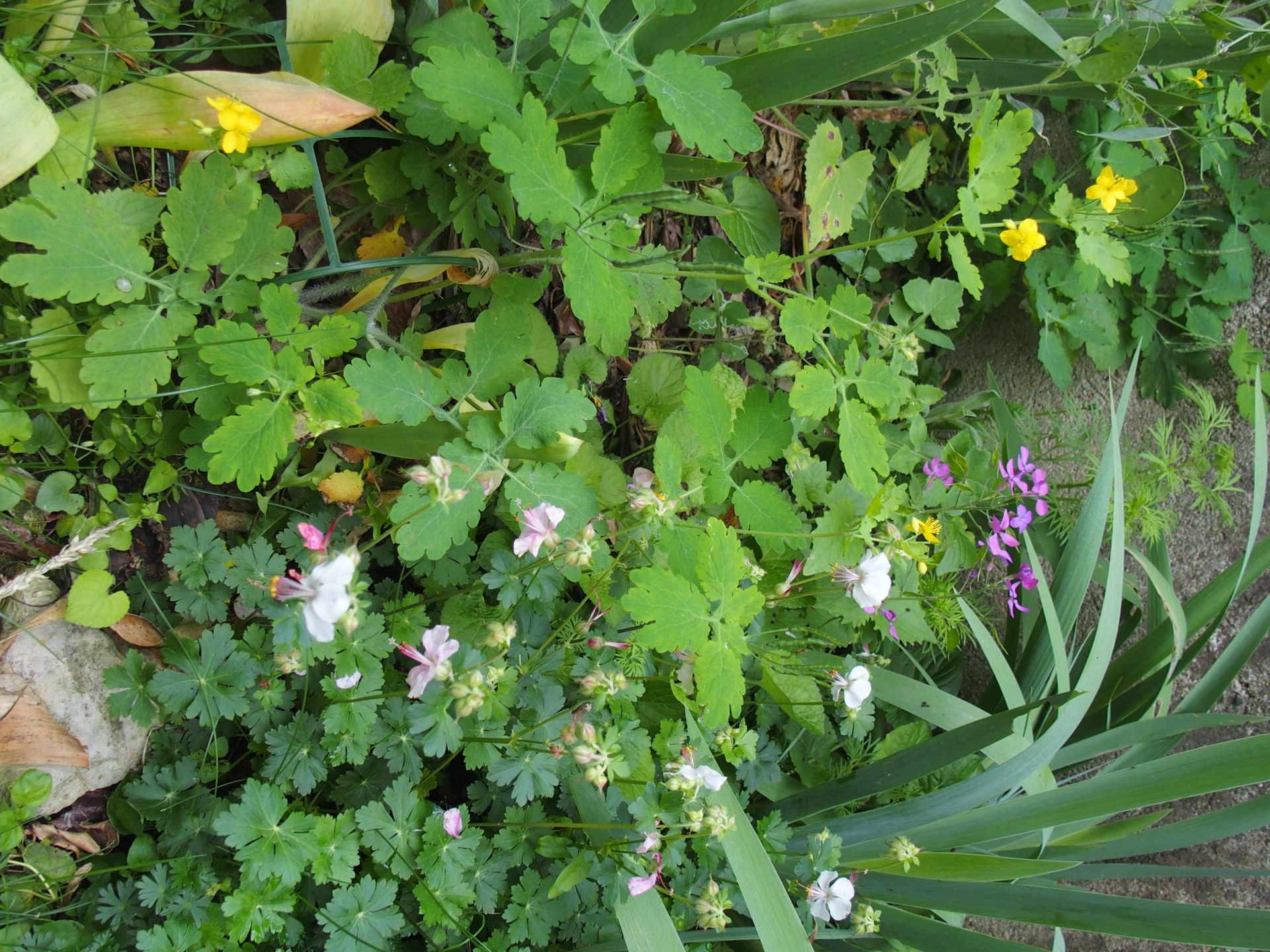 Annexe biodiversité au jardin 1.JPG
