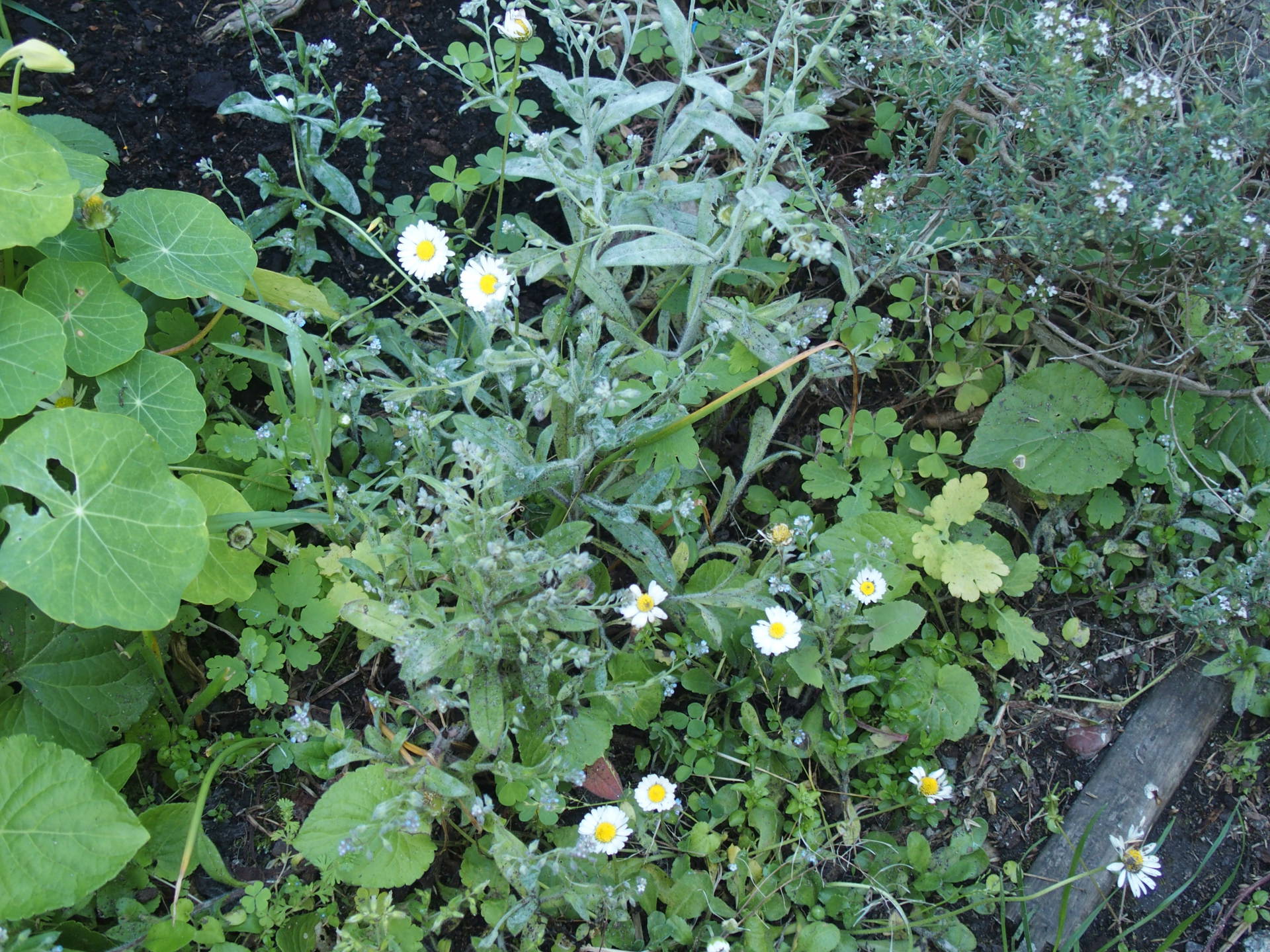 Annexe biodiversité au jardin 2.JPG