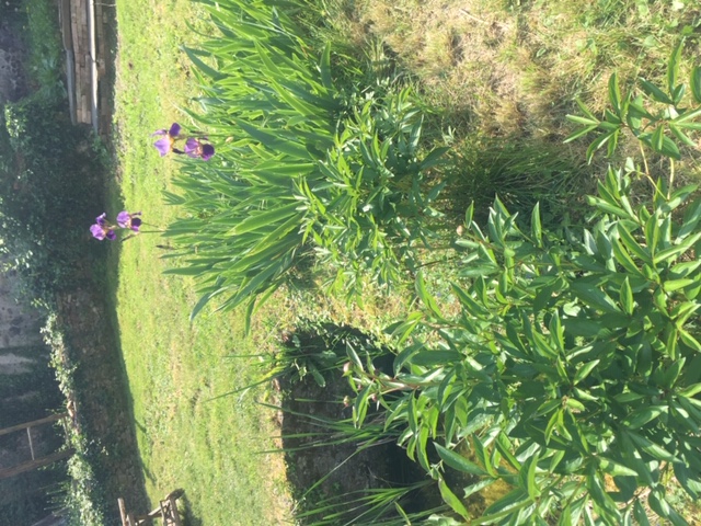 Annexe image2(1).jpeg