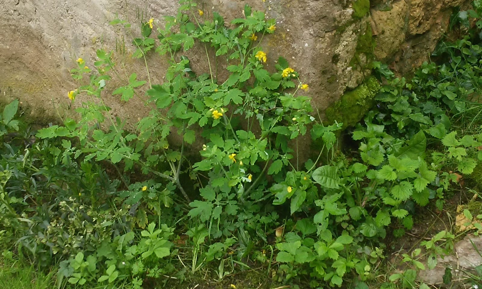 Annexe chélidoine et héllébore.jpg