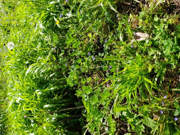 Annexe IMG_20200424_153903b.jpg