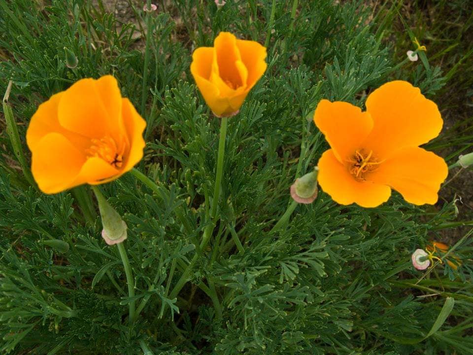 Annexe valparaiso4.jpg