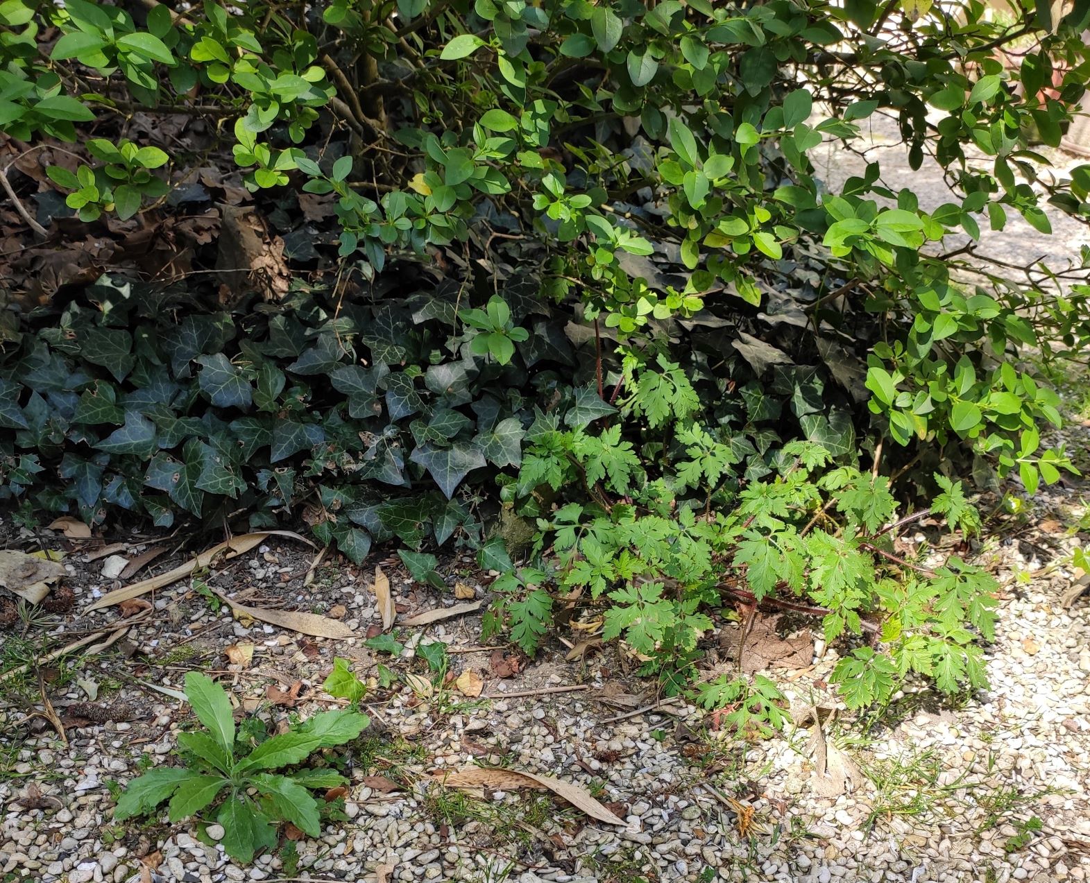 Annexe IMG_20200412_123420.jpg