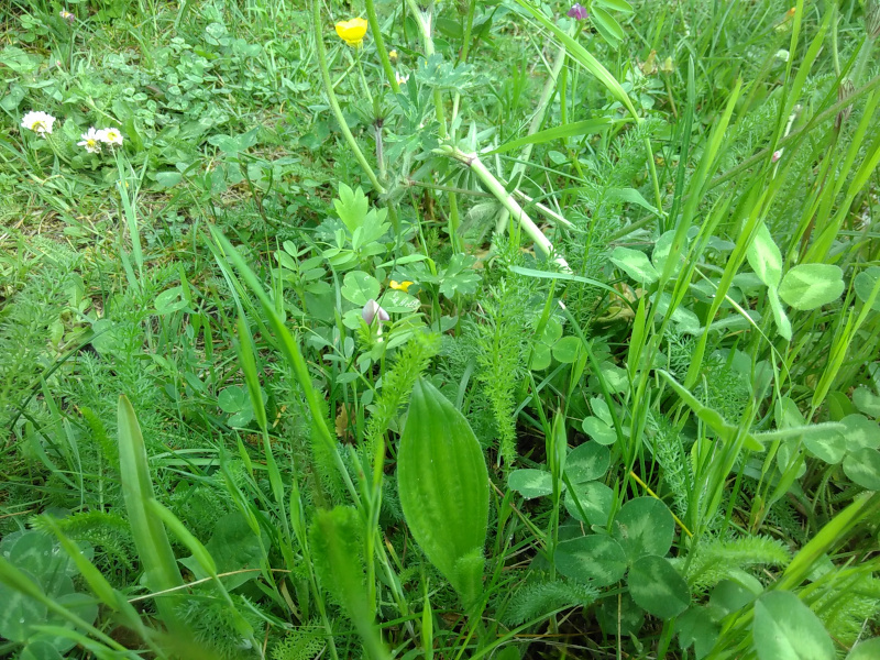 Annexe IMG_20200427_174106.jpg