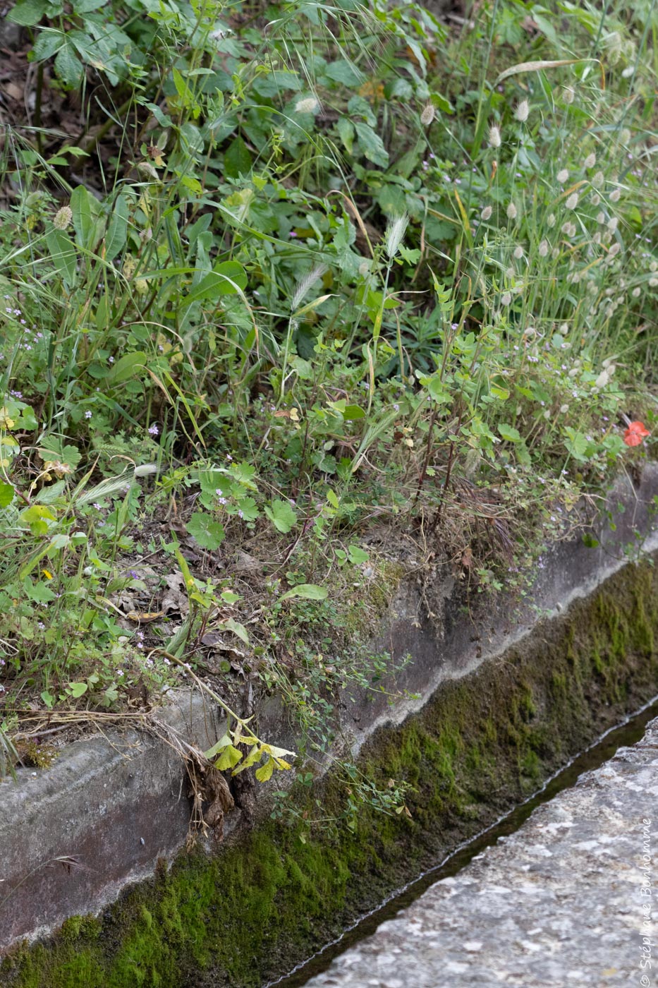 Annexe Milieu-1288.jpg