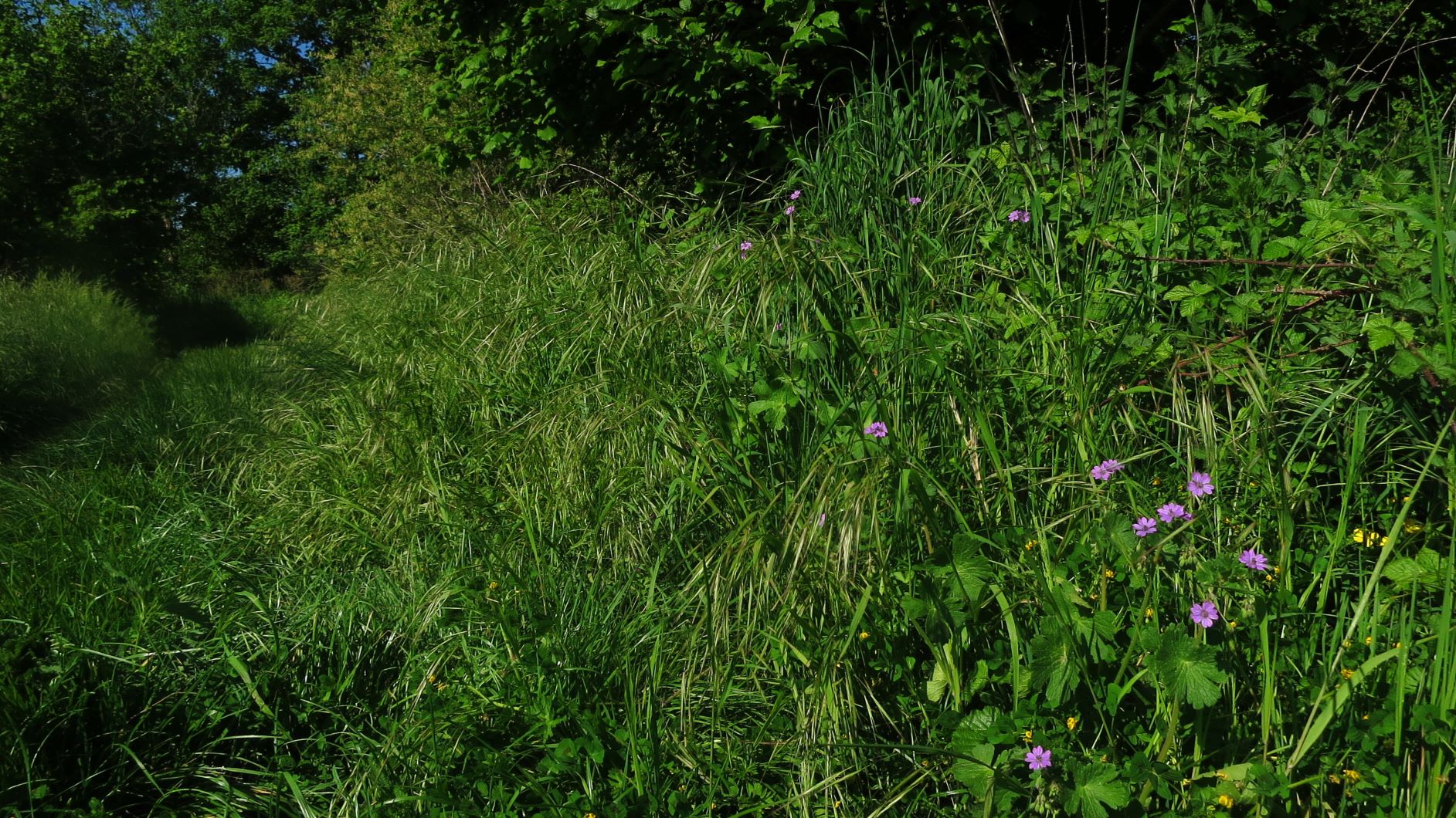 Annexe IMG_50362.JPG