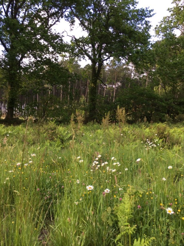 Annexe Biodiversité landaise.jpeg