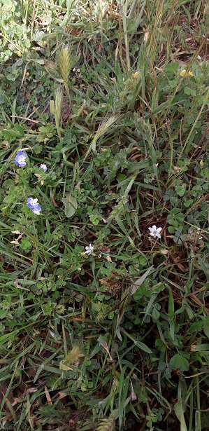 Annexe diversité.jpg