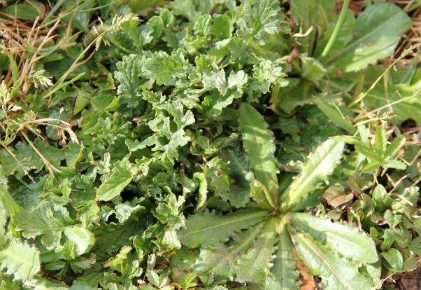 Annexe IMG_3282 (2).JPG