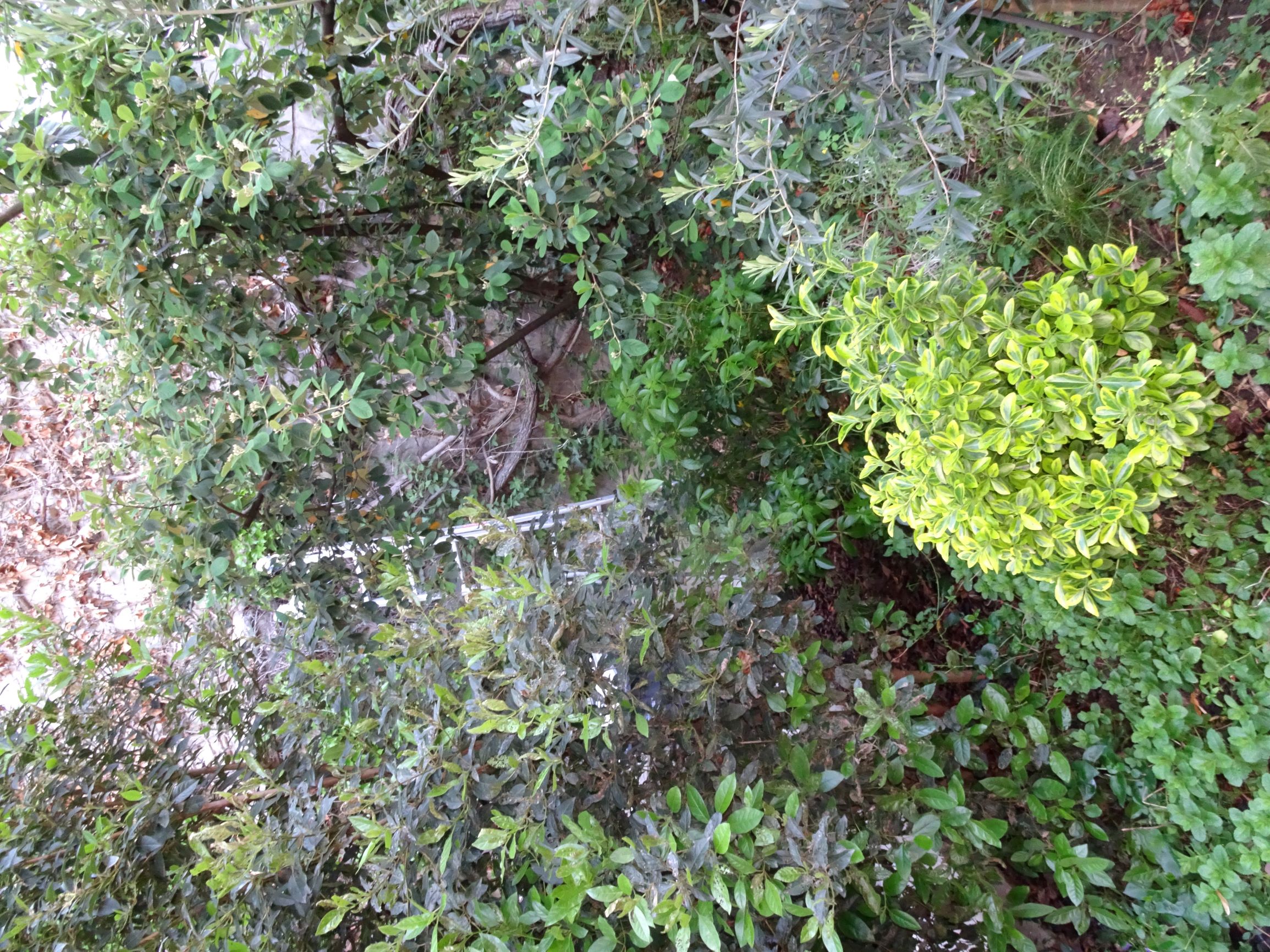 Annexe jardin en friche à Paris.JPG