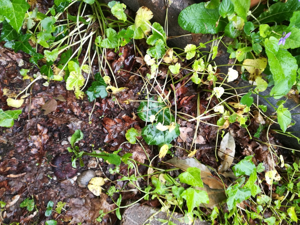 Annexe Biodiversité fond du jardin