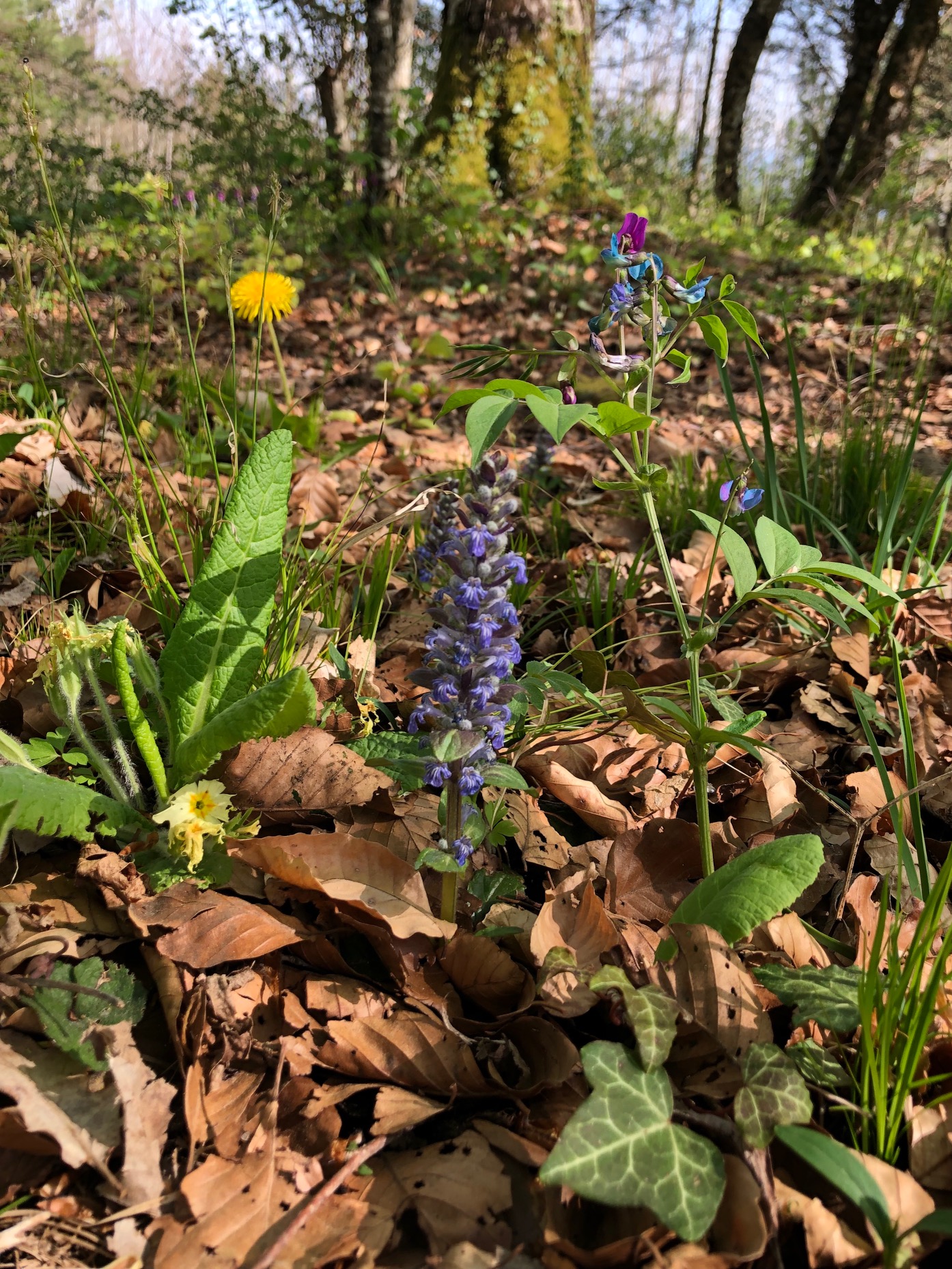 Annexe biodiversite.jpg