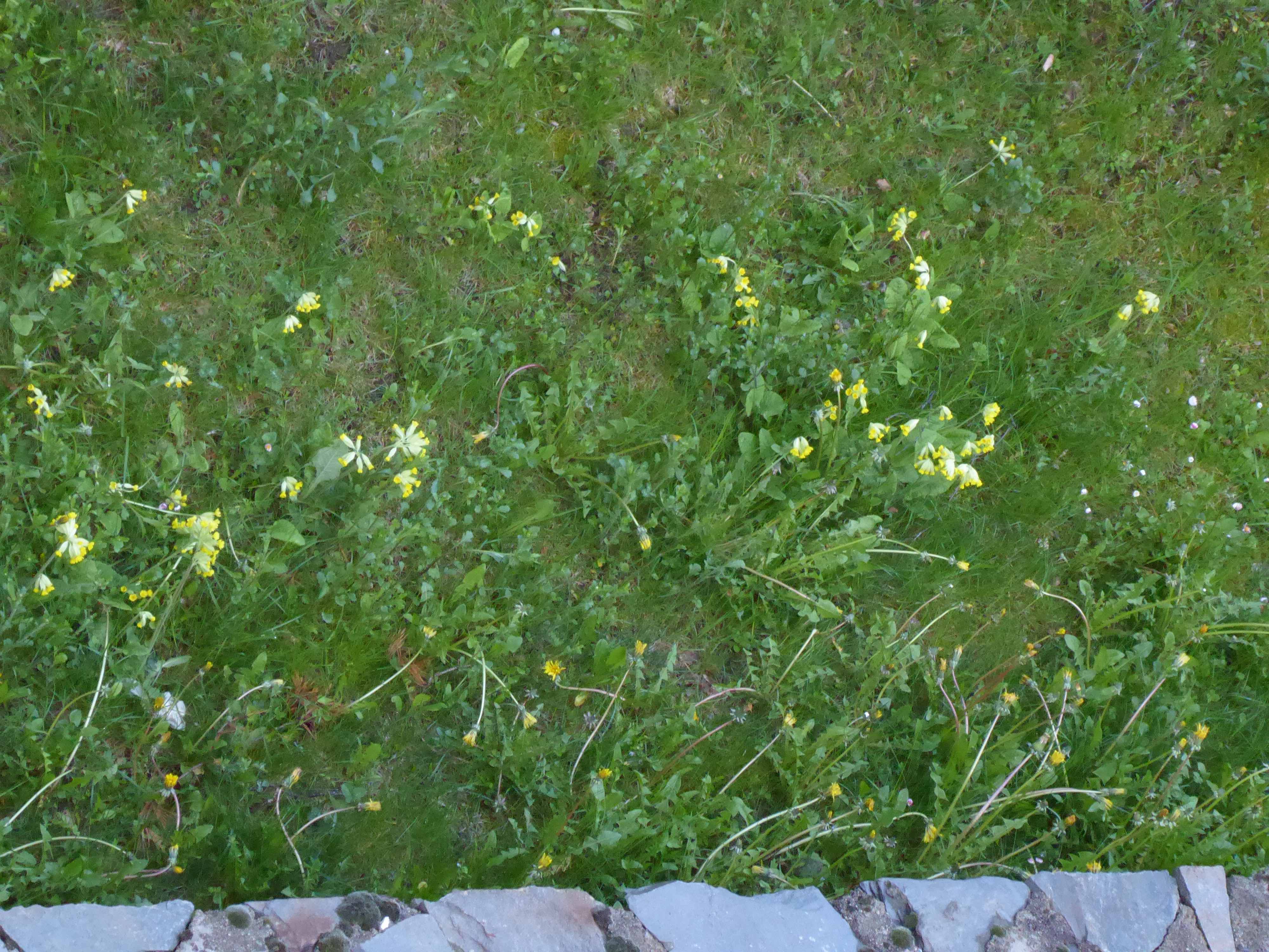 Annexe pelouse balcon.jpg