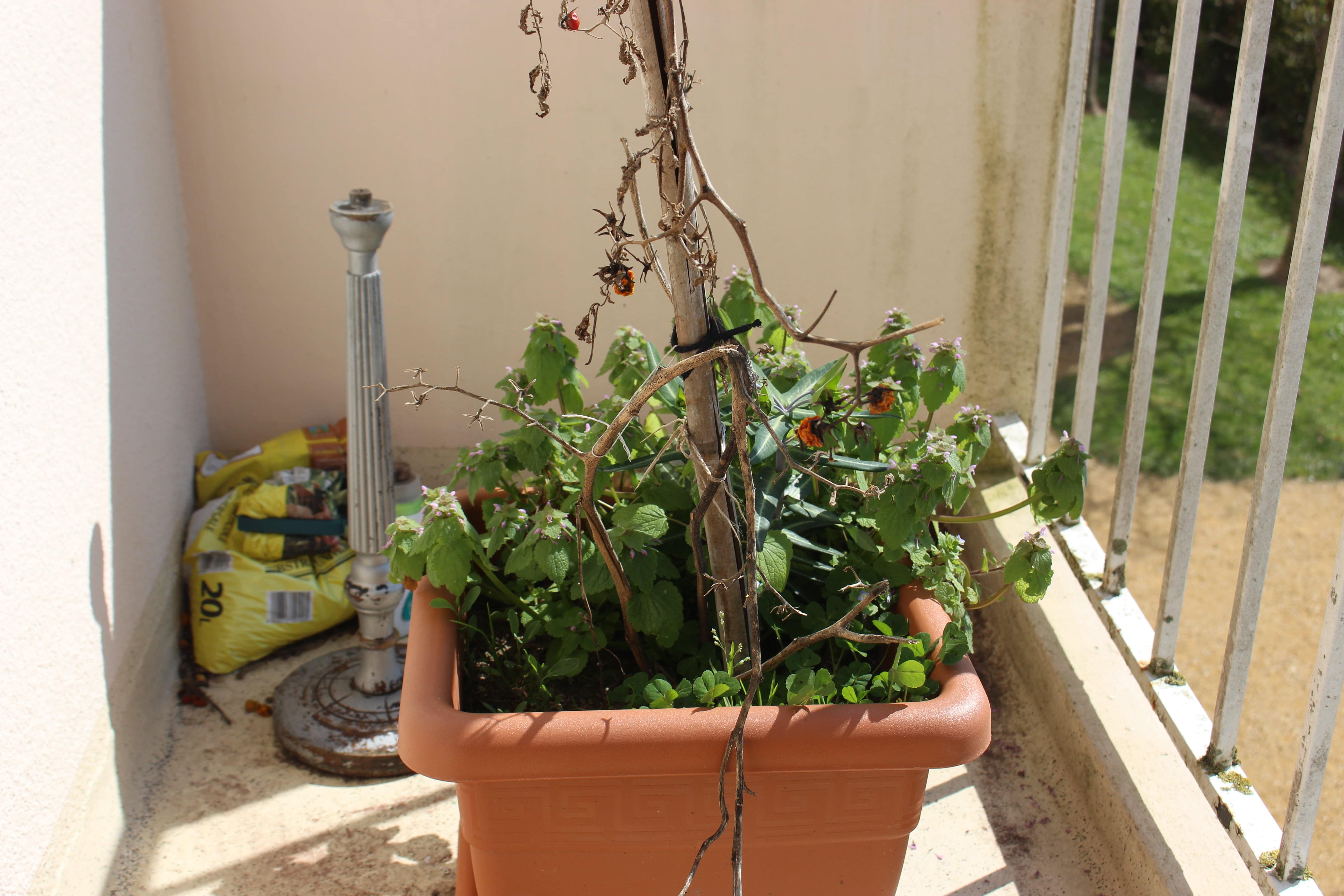 Annexe IMG_8263-min-min.JPG