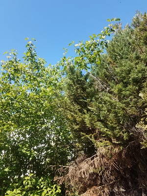 Annexe 20200426_162830bd.jpg