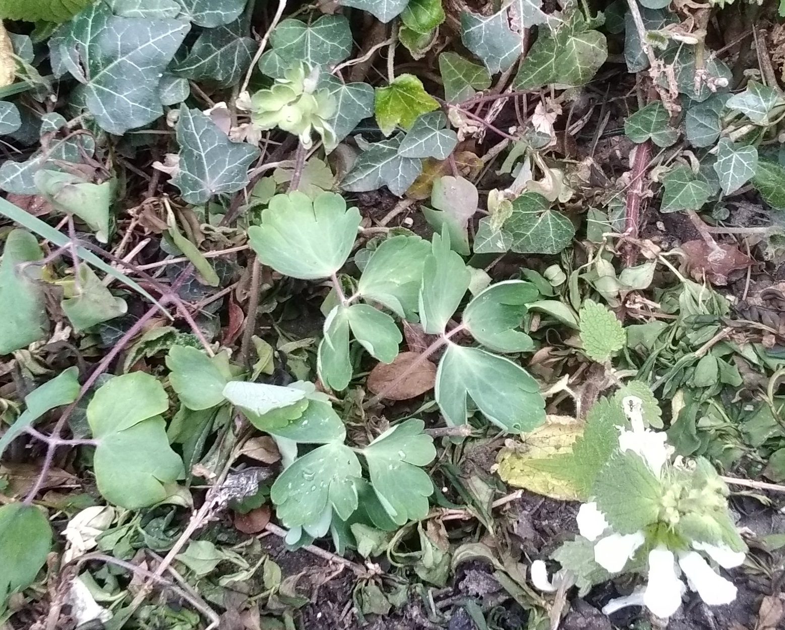 Annexe IMG_20200429_122929.jpg