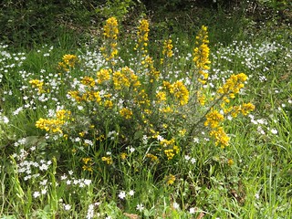 Annexe 16204685058_098c162fd5_n.jpg