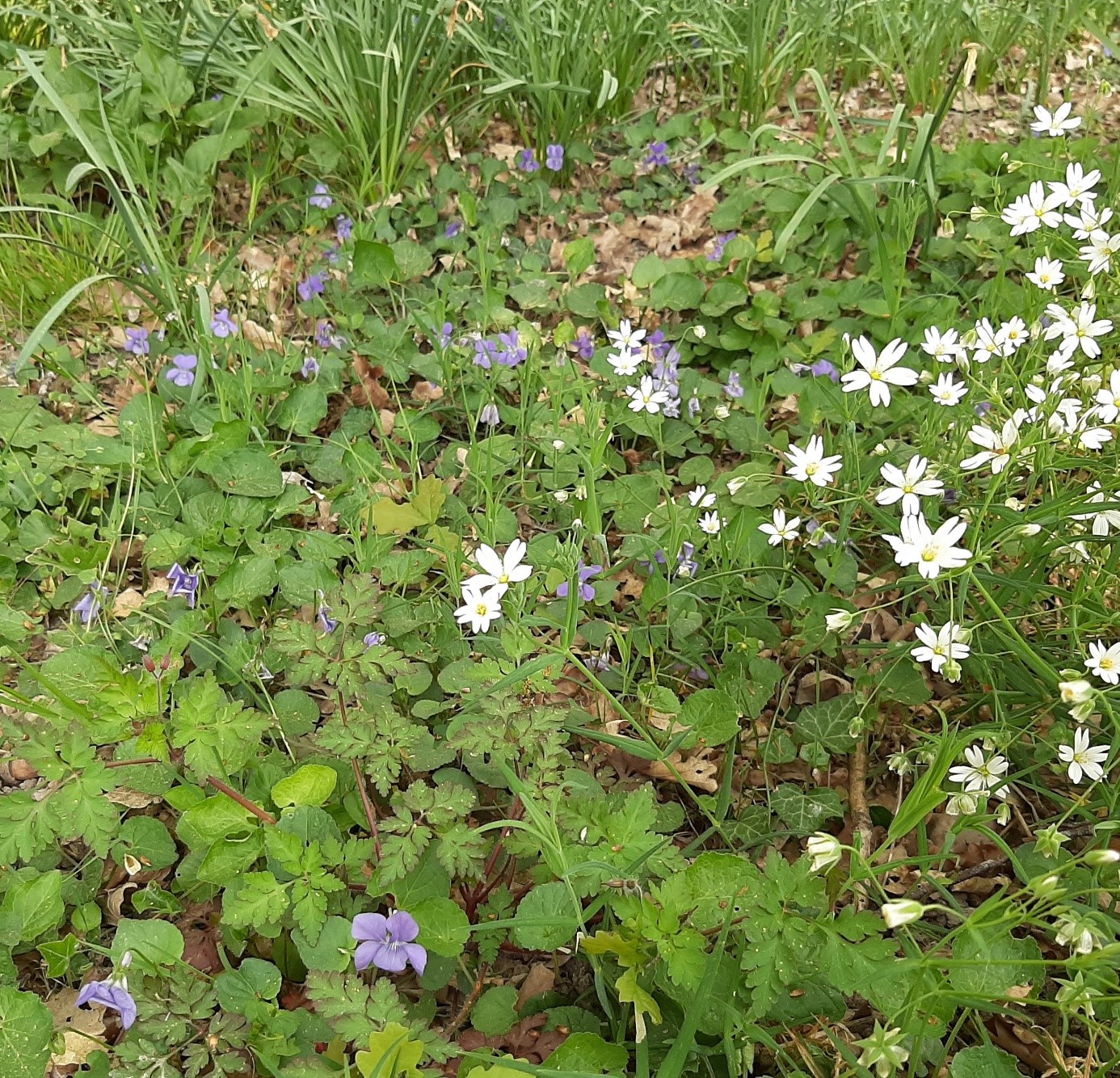 Annexe sous bois.jpg