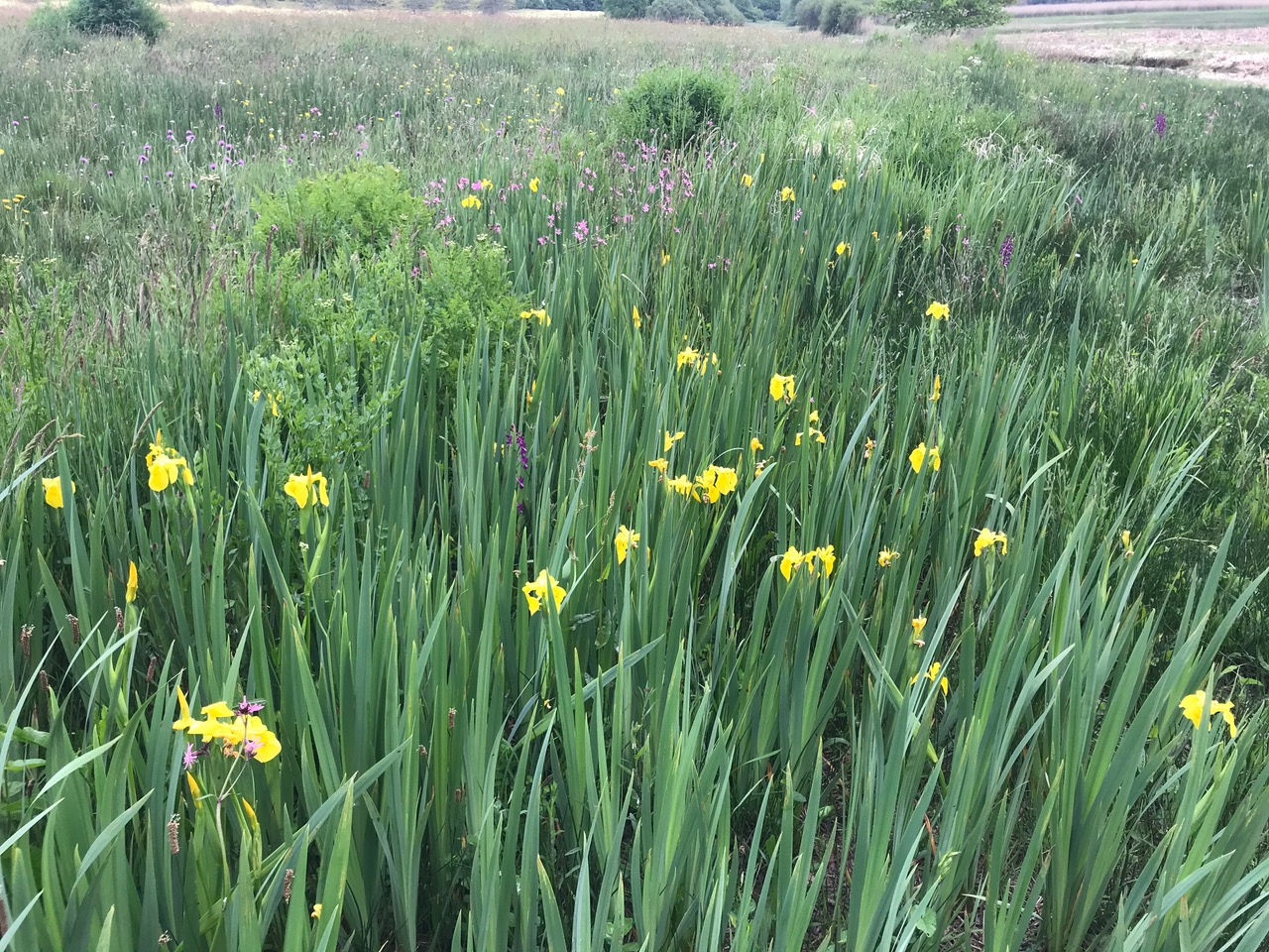 Annexe IMG_8087.jpeg